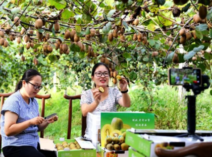 老河口市金艳猕猴桃种植专业合作社